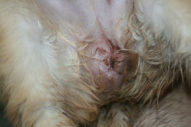 Вагинит у собак: симптомы, лечение и уход за больным животным