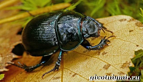 Жук-навозник-Образ-жизни-и-среда-обитания-жука-навозника-1
