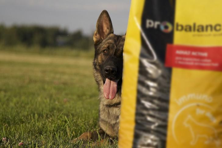 Немецкая овчарка Немецкая овчарка