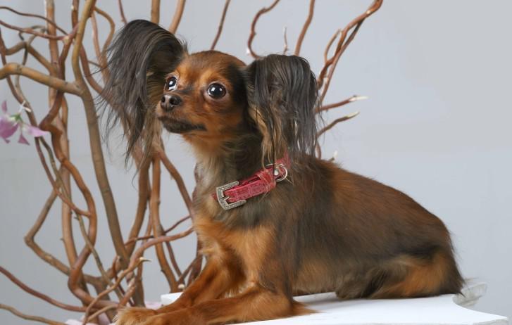 Русский той-терьер Русский той-терьер