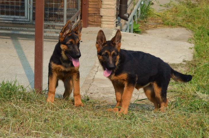 Щенки 1,5 месяца Щенки 1,5 месяца