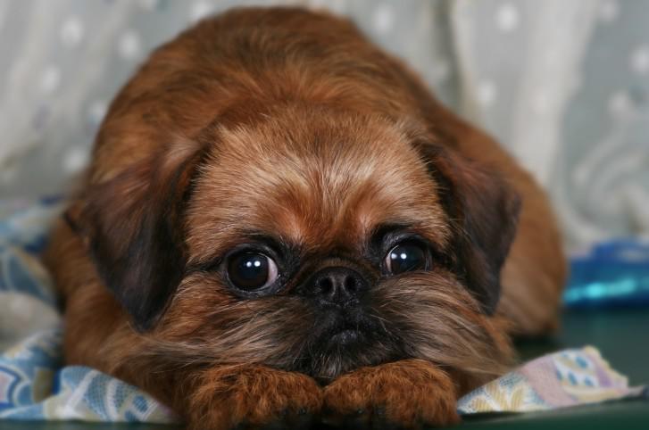 Брюссельский грифон Брюссельский грифон