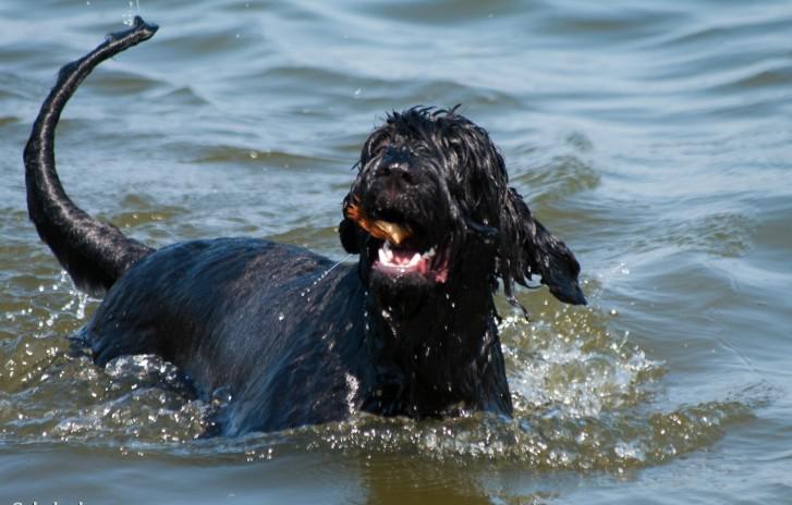 Черный терьер купается Черный терьер купается
