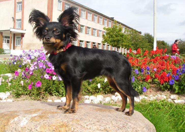 Русский той-терьер Русский той-терьер