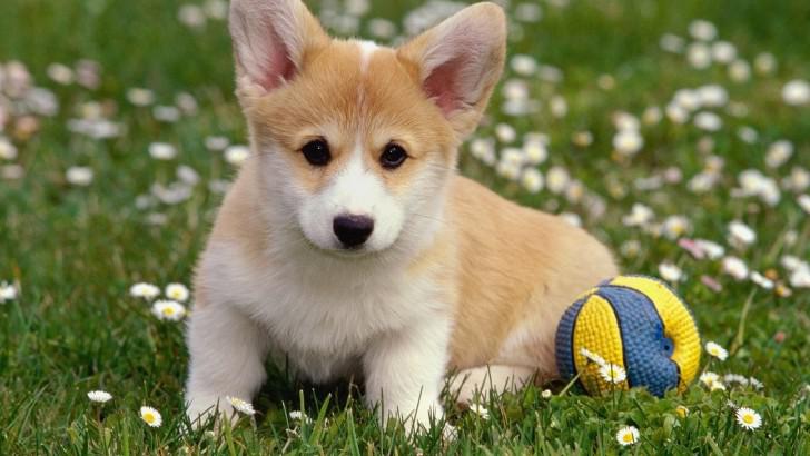 Вельш корги пемброк Вельш корги пемброк