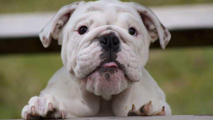 Белый английский бульдог Белый английский бульдог
