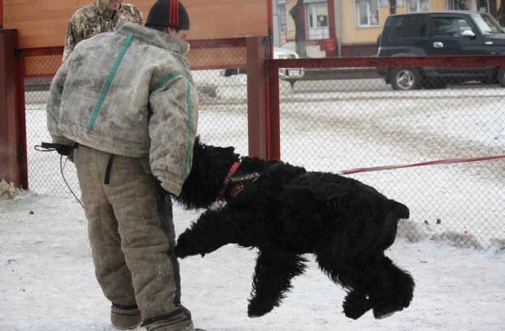 Дрессировка русского терьера Дрессировка русского терьера