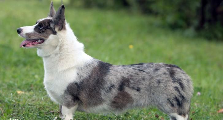 Вельш корги кардиган Вельш корги кардиган