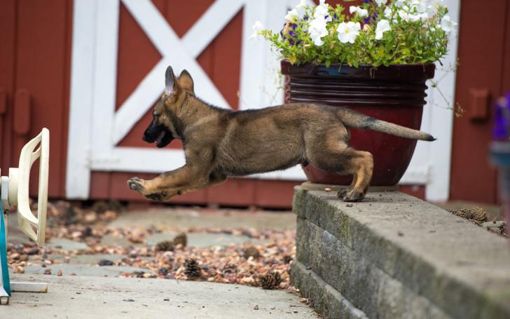 Щенок немецкой овчарки Щенок немецкой овчарки