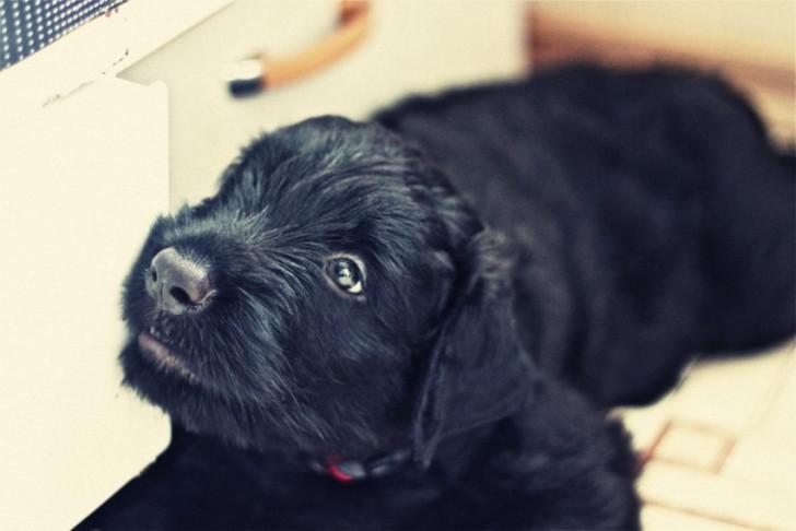 Щенок черного терьера Щенок черного терьера