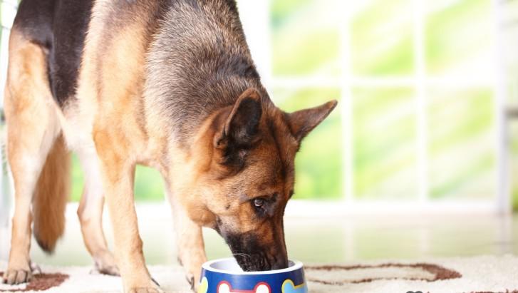 Порция для овчарки Порция для овчарки