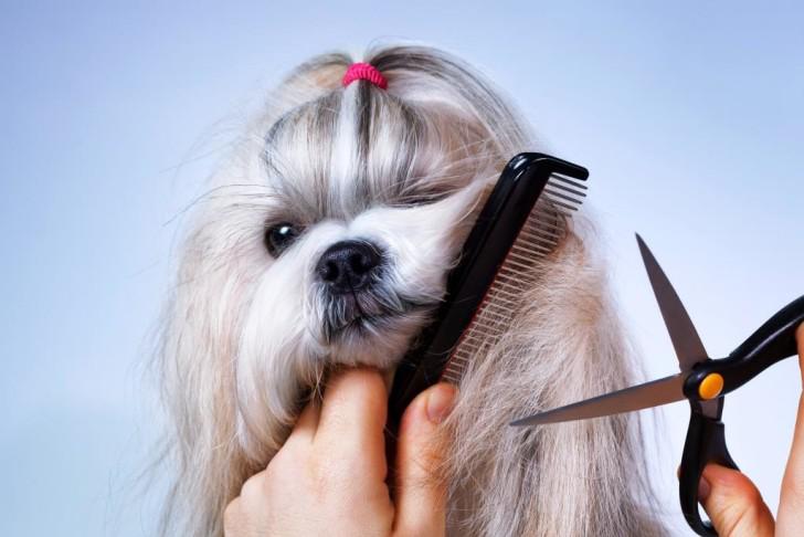 Уход за ши-тцу Уход за ши-тцу