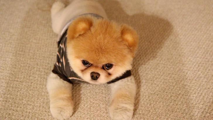 Померанец медвежьего типа