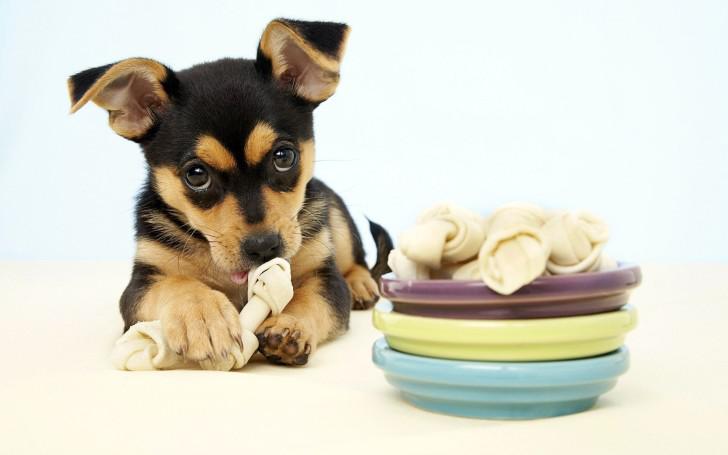 Миска для щенка