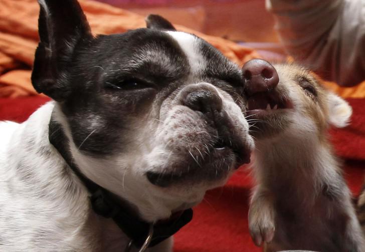 Бульдог с другом Бульдог с другом