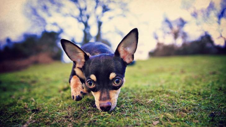 Прогулка с тоем Прогулка с тоем