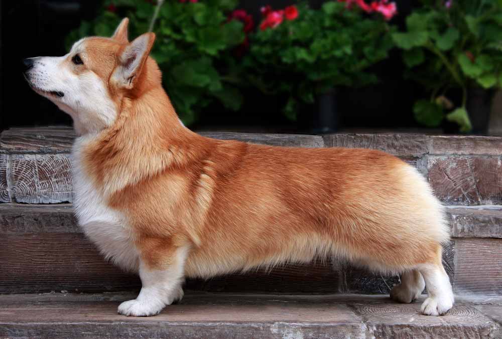 Шерсть у вельш корги Шерсть у вельш корги