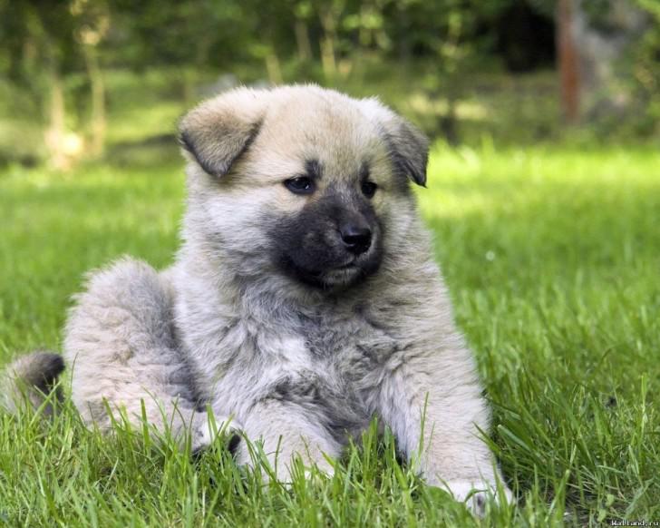 Щенок кавказской овчарки Щенок кавказской овчарки