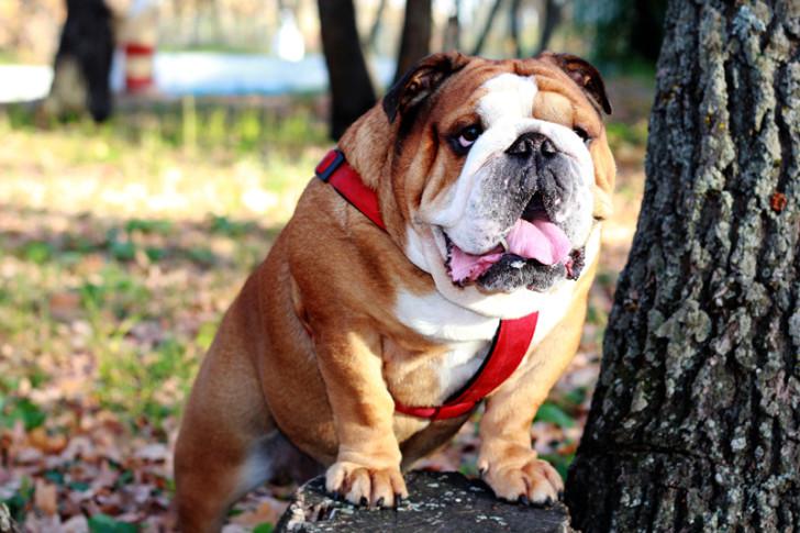 «Королевский» бульдог «Королевский» бульдог