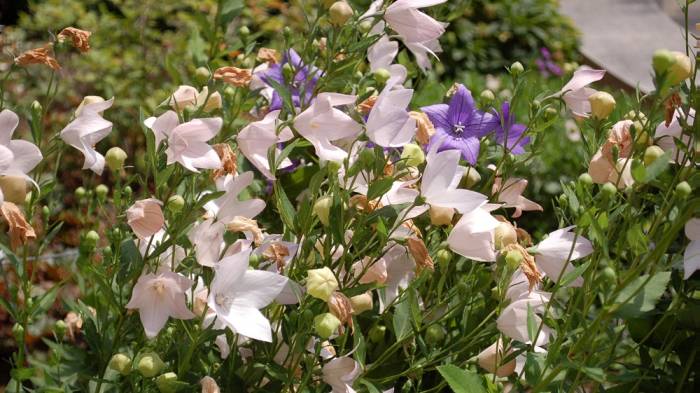 Платикодон