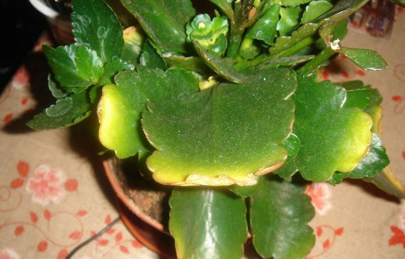 Болезни каланхоэ