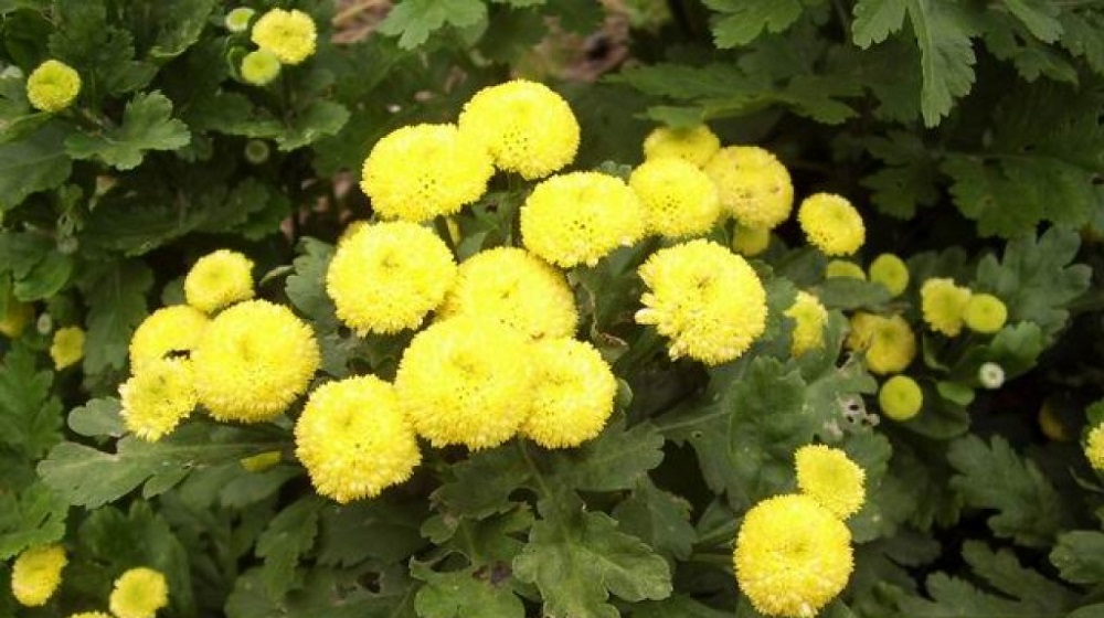 Матрикария