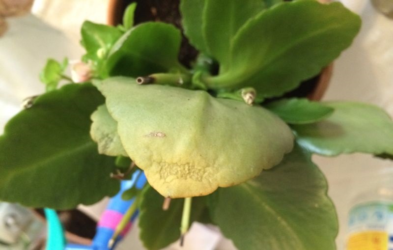 Болезни каланхоэ