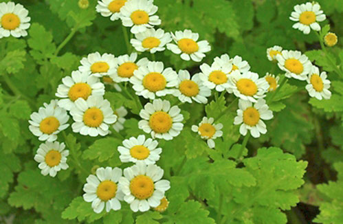 Матрикария