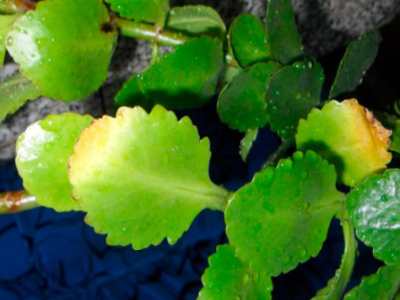 Болезни каланхоэ