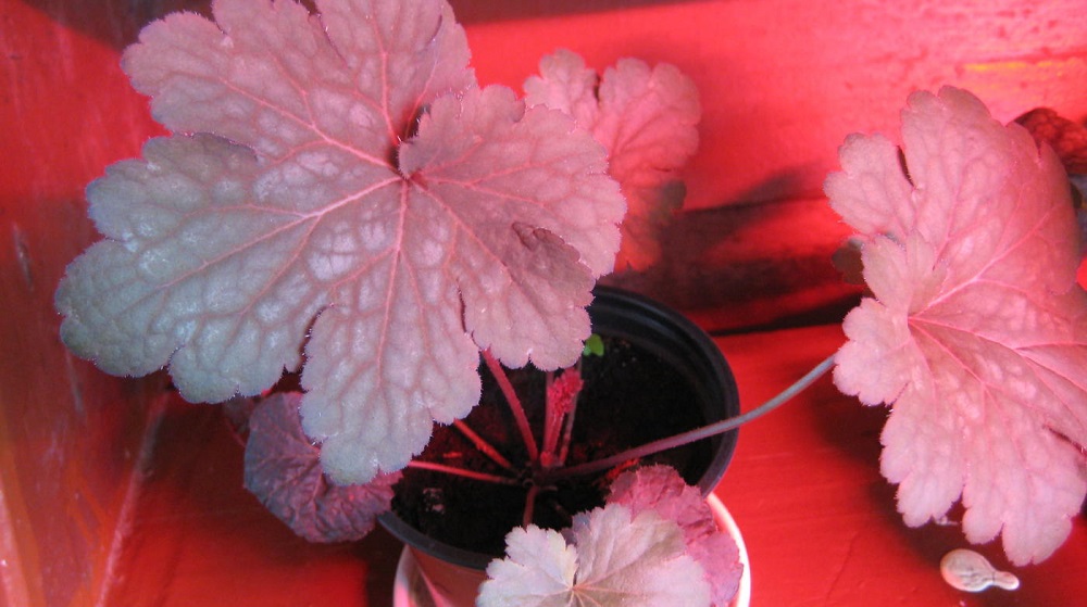 Молодая гейхера