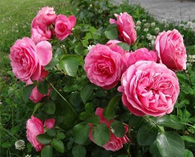 Роза Леонардо да Винчи