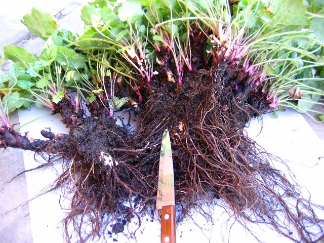 Деление гейхеры