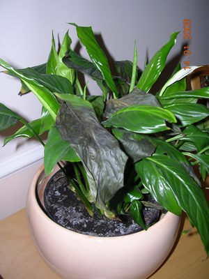 Болезни спатифиллума