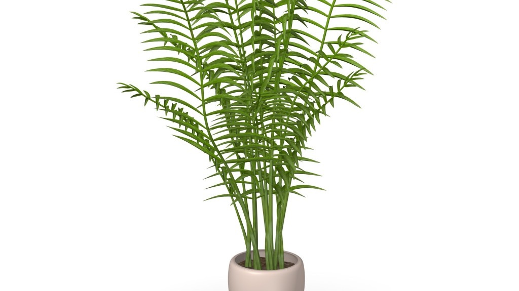 Хризалидокарпус