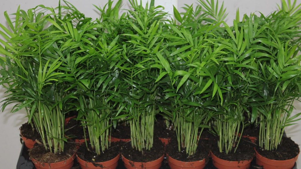 Молодые хризалидокарпусы