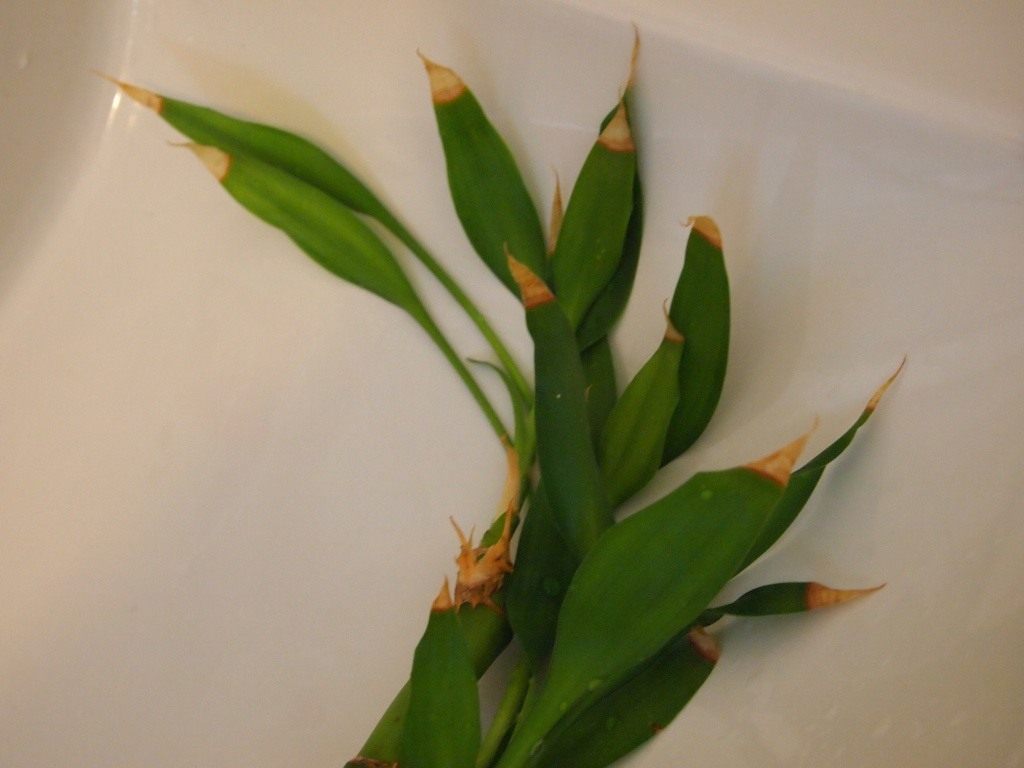 Сухие кончики листьев