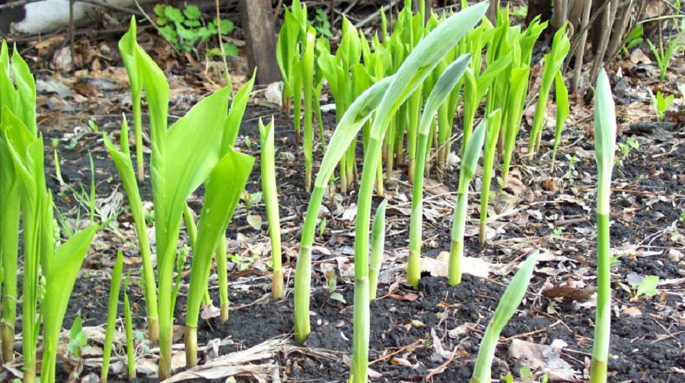 Купена весной