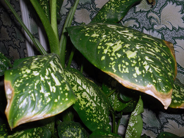 Сухие кончики у листьев