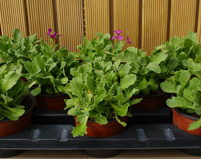 Рассада арабиса