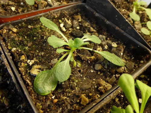 Рассада эригерона