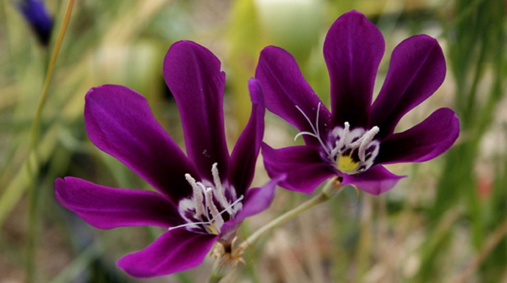 Фиолетовый спараксис