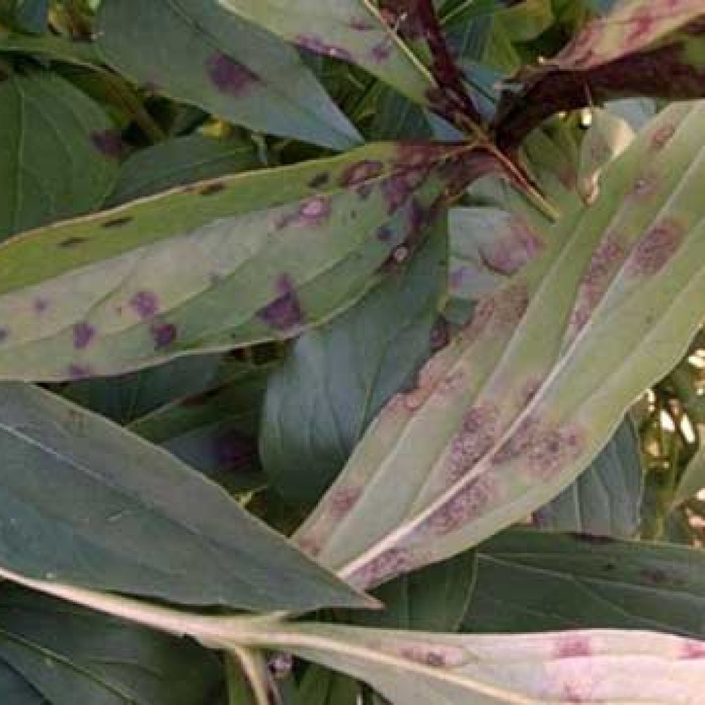 Ржавчина пионов