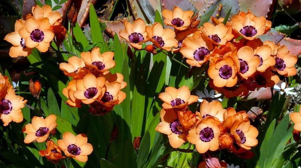 Спараксис изящный