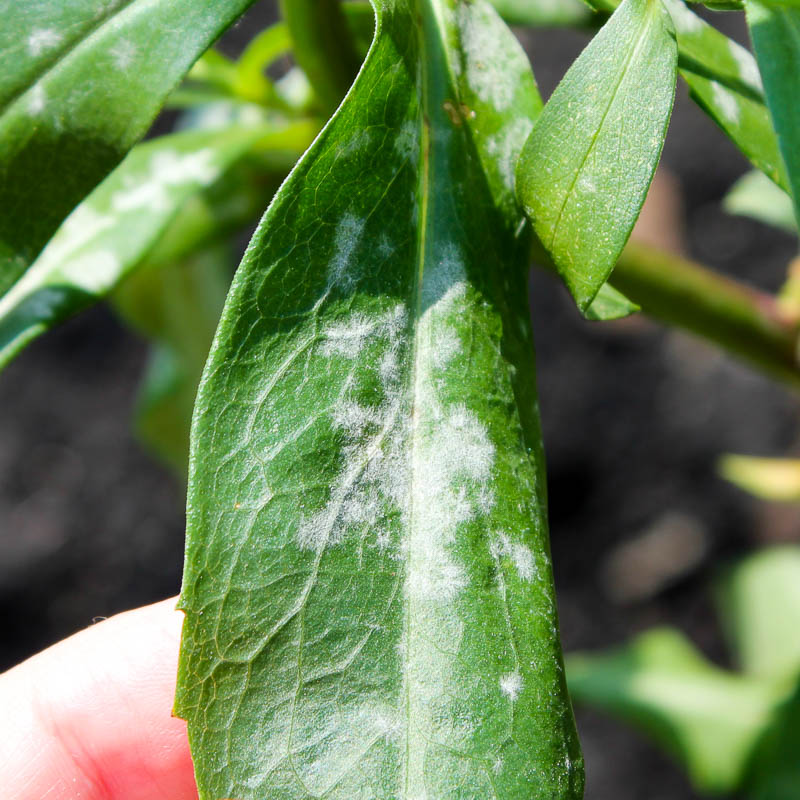 Мучнистая роса пионов