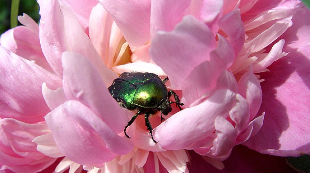 Вредители пионов