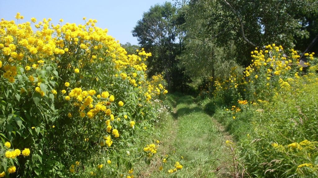 Золотой шар