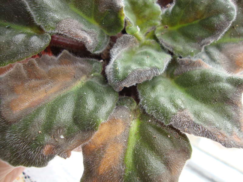 Мучнистая роса на фиалках