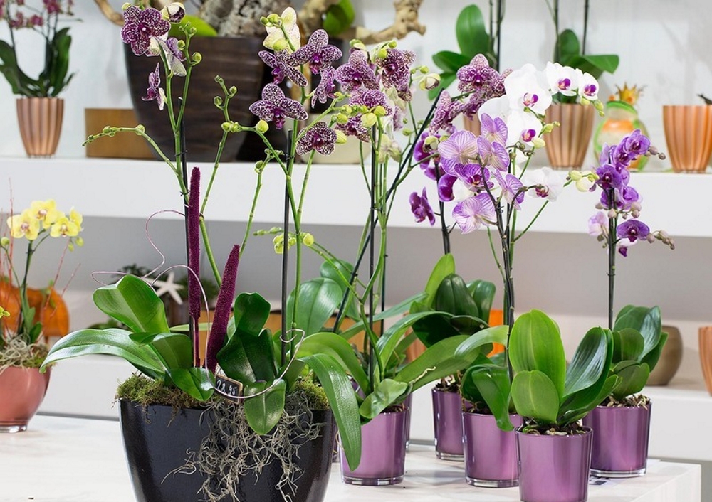Орхидеи
