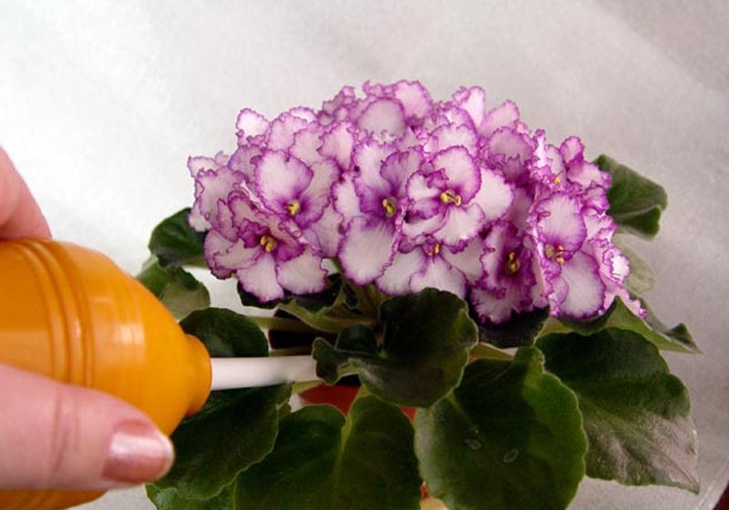 Лечение фиалок