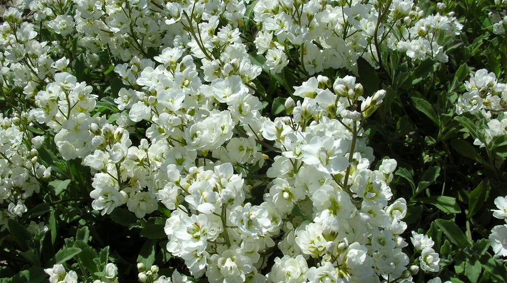 Арабис альпийский